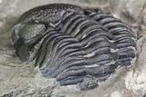 Two Eldredgeops Trilobite Fossils - New York #138809-7